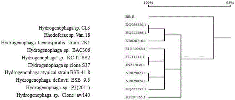 Hydrogenophagasp and application thereof to prevention and treatment of wheat powdery mildew