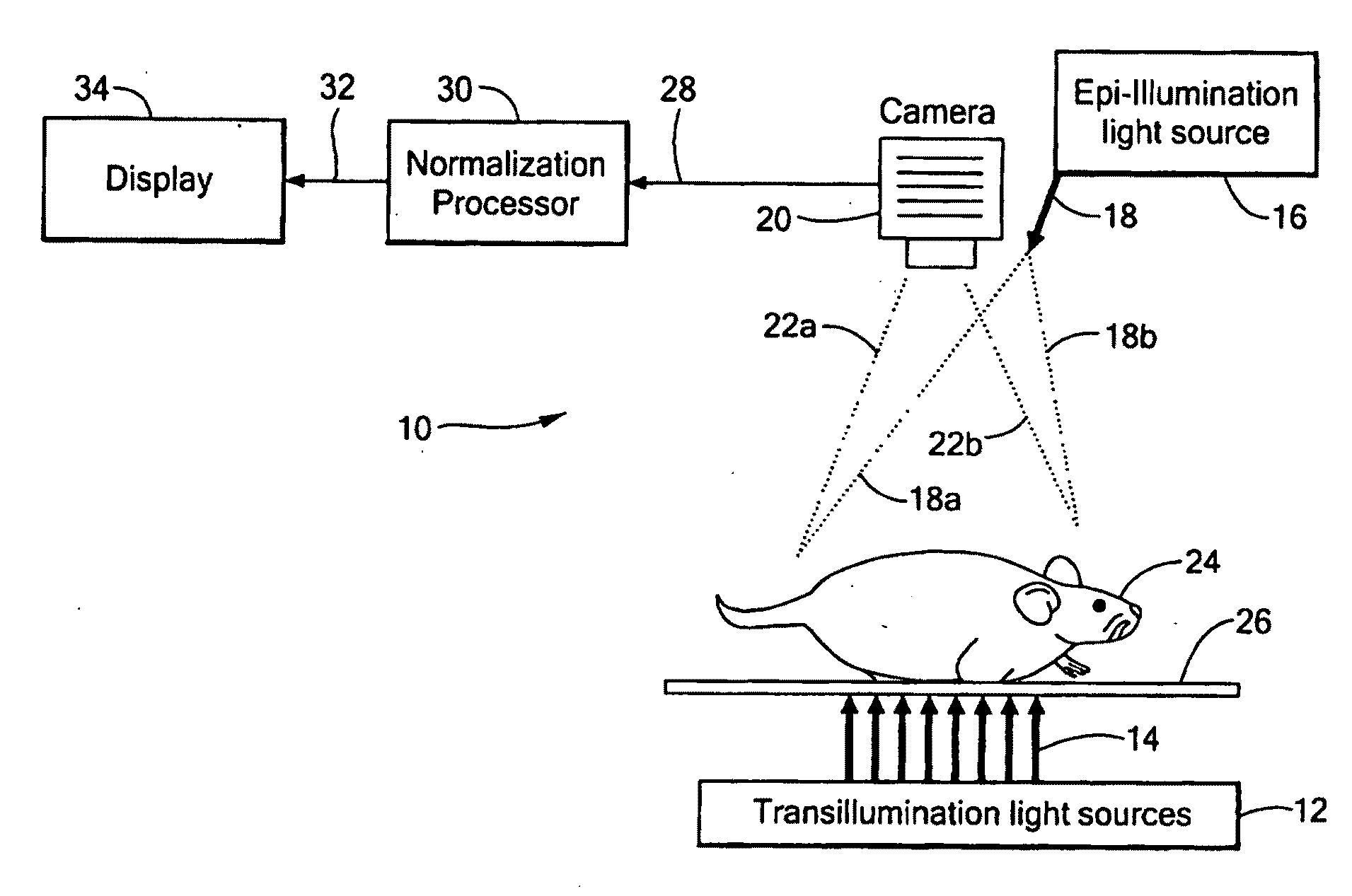 System and Method for Normalized Flourescence or Bioluminescence Imaging