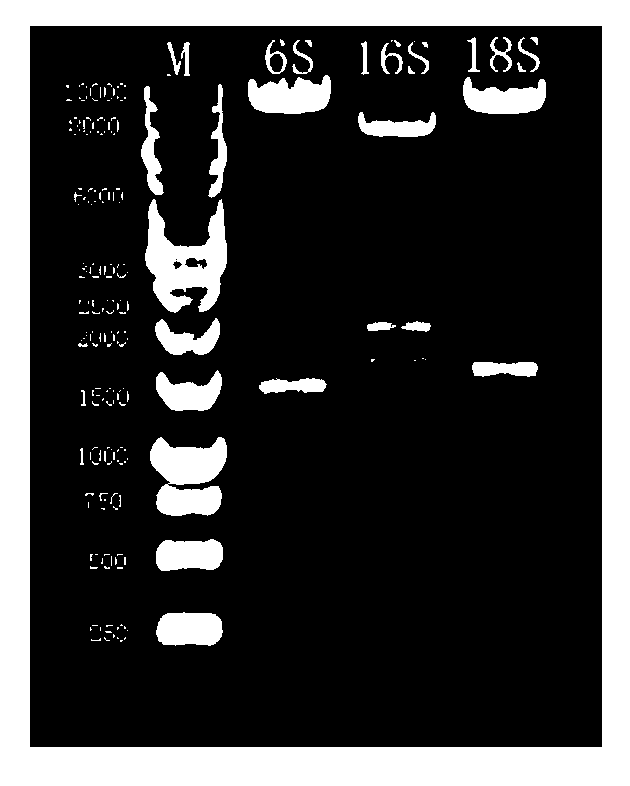 Preparation method for biological agent for preventing and controlling human papilloma virus infection