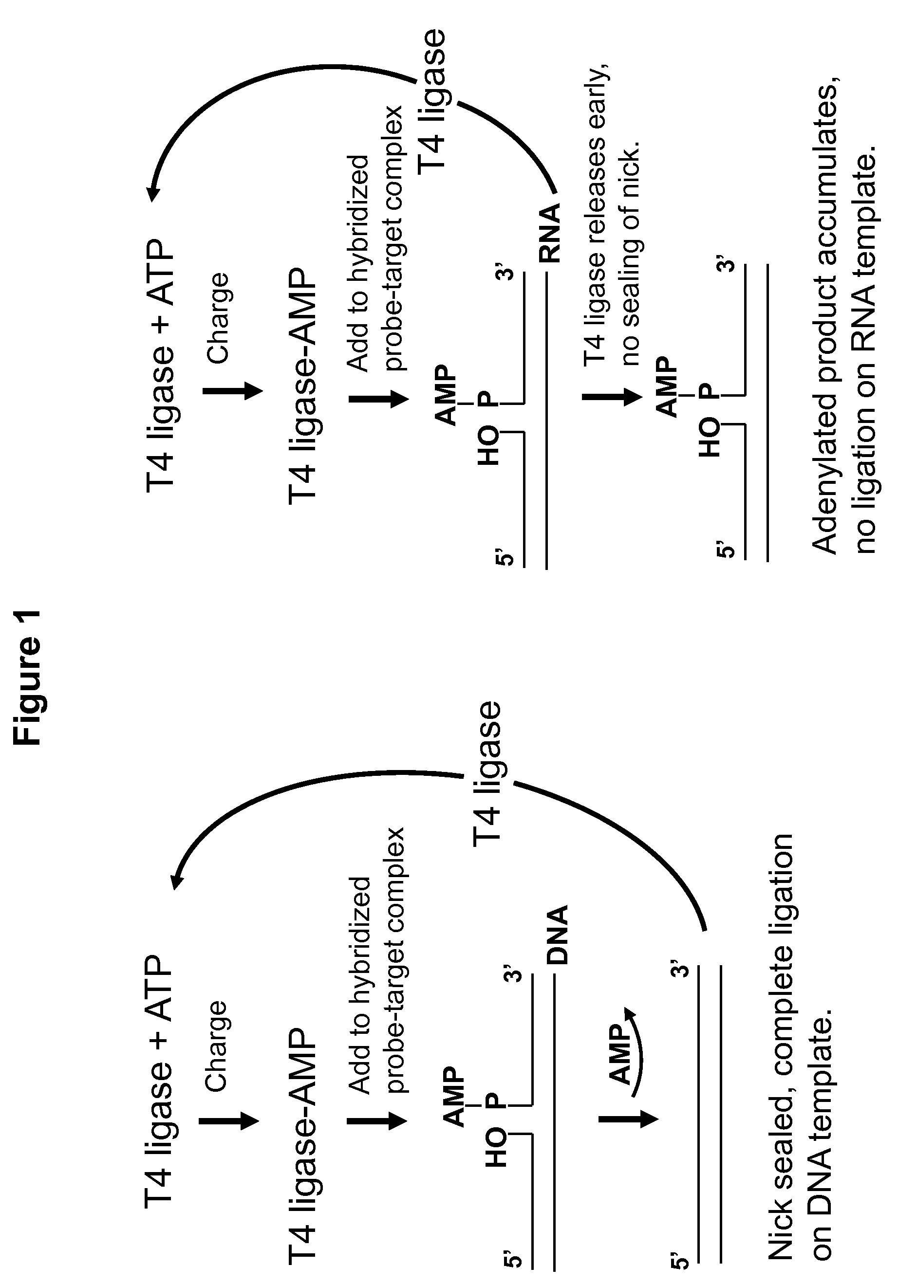 DNA ligation on RNA template