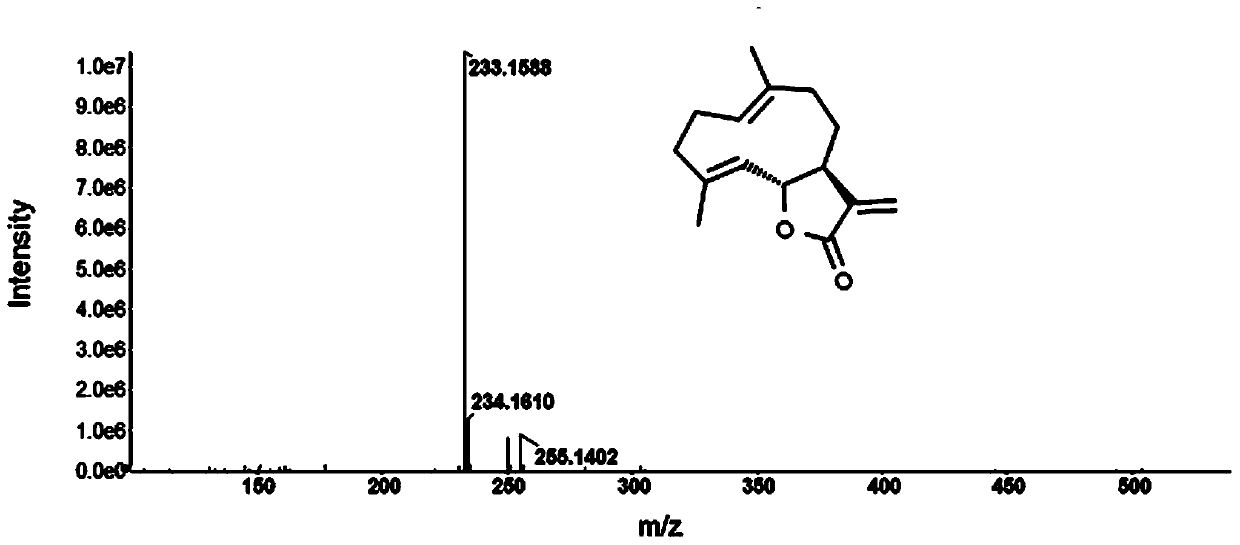 Costunolide, dehydrogenized costunolide, and function of derivative thereof in preparing protective medicine for preventing and treating anoxic cardiac muscle