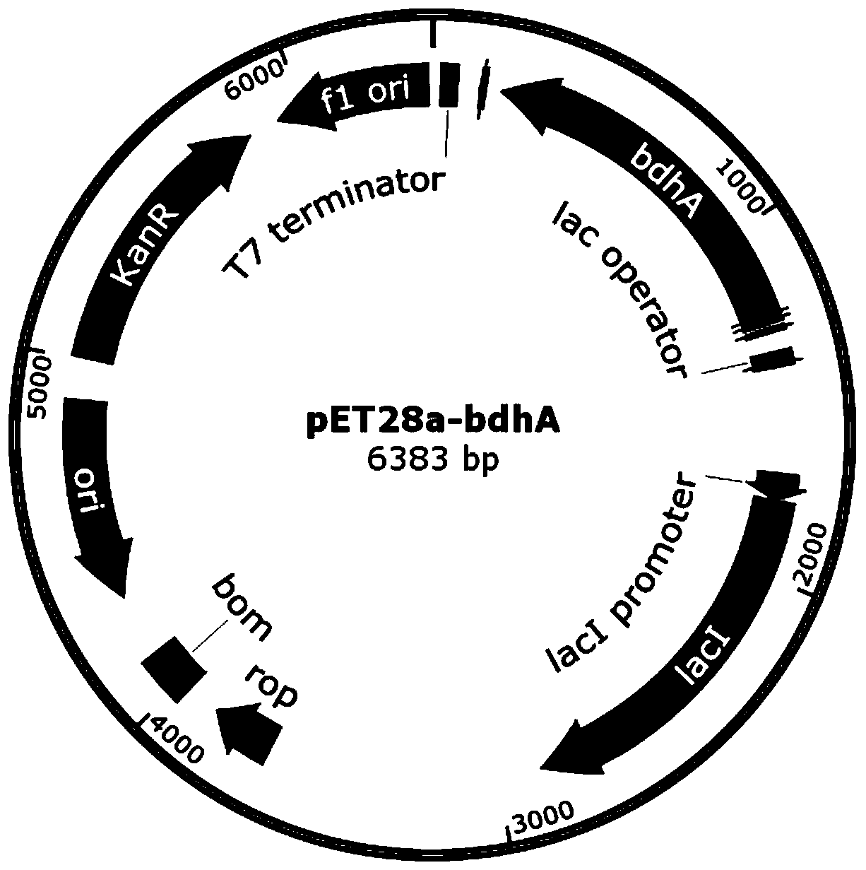 A kind of method for producing l(+)-acetoin by enzymatic reaction in vitro