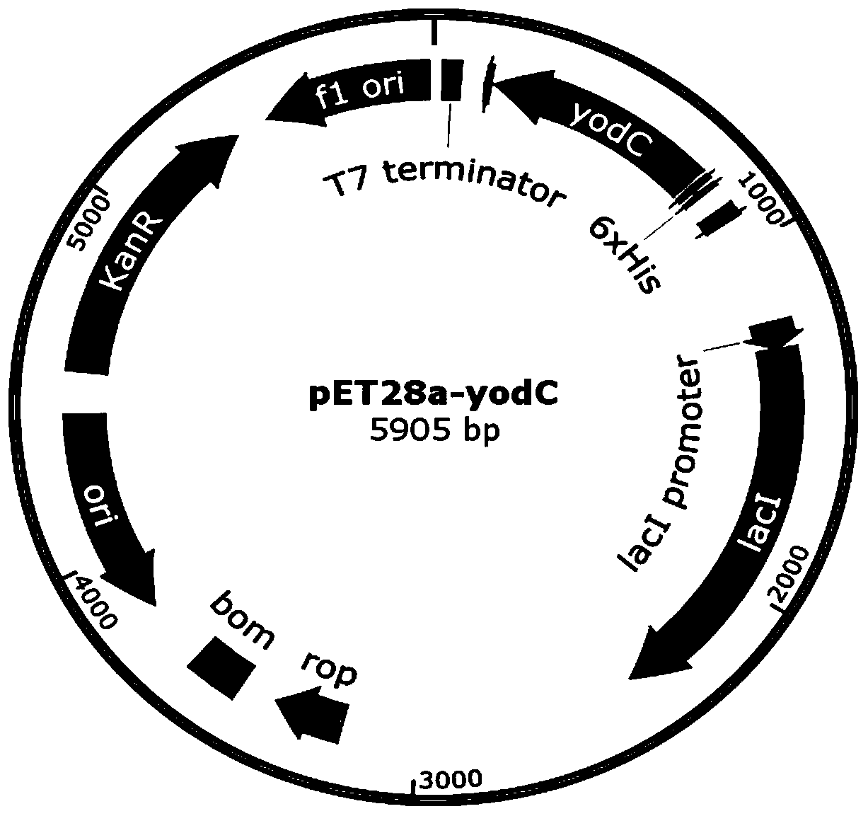 A kind of method for producing l(+)-acetoin by enzymatic reaction in vitro