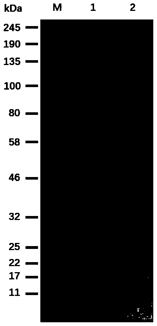 A kind of method for producing l(+)-acetoin by enzymatic reaction in vitro