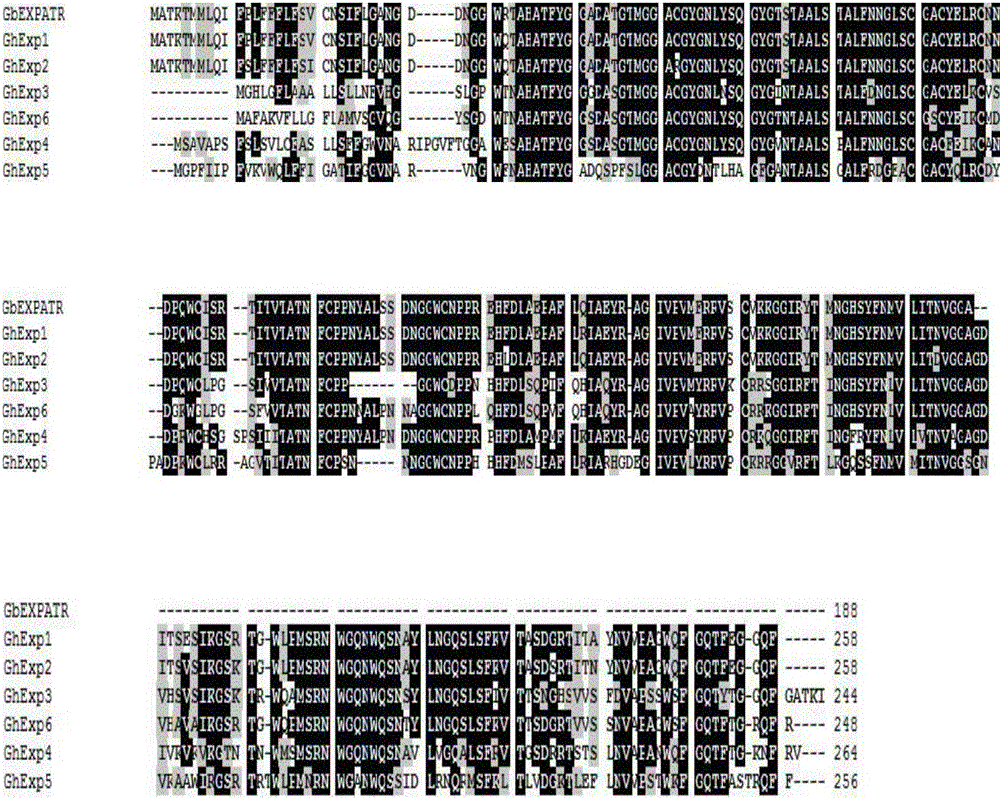 Cotton cell wall extensin gene gbeexpatr and its application