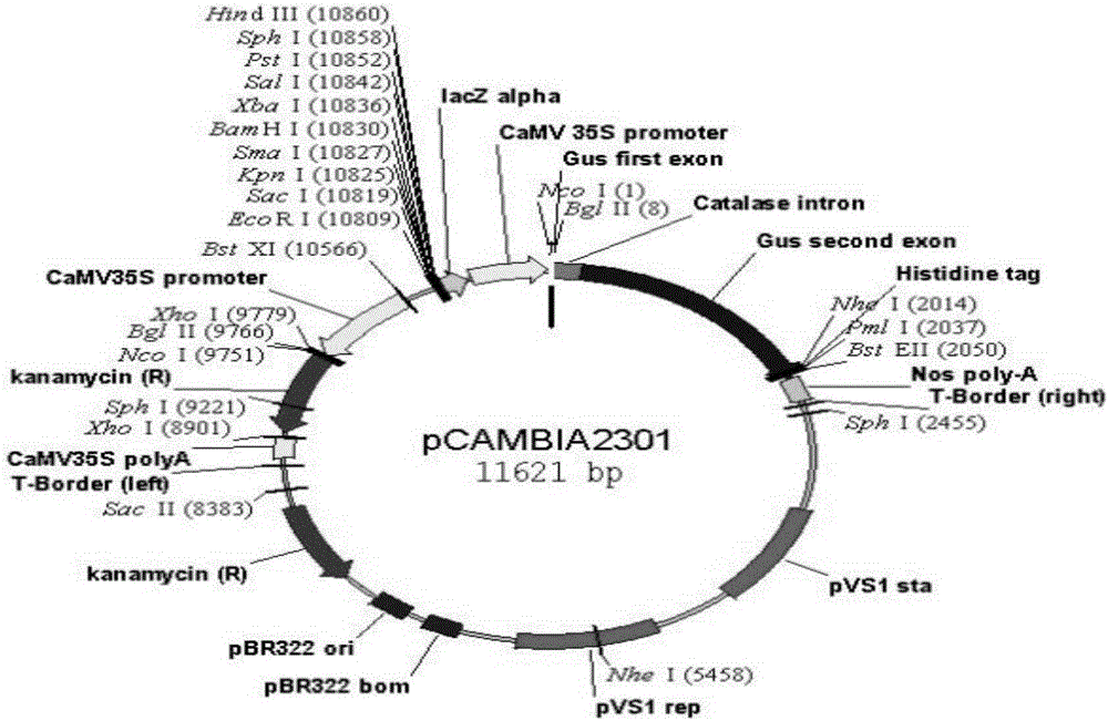 Cotton cell wall extensin gene gbeexpatr and its application