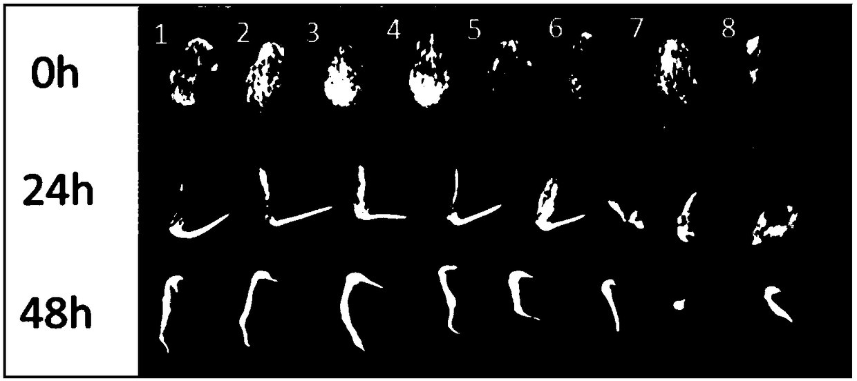 A kind of bacterial fruit spot disease seed fungicide and its application