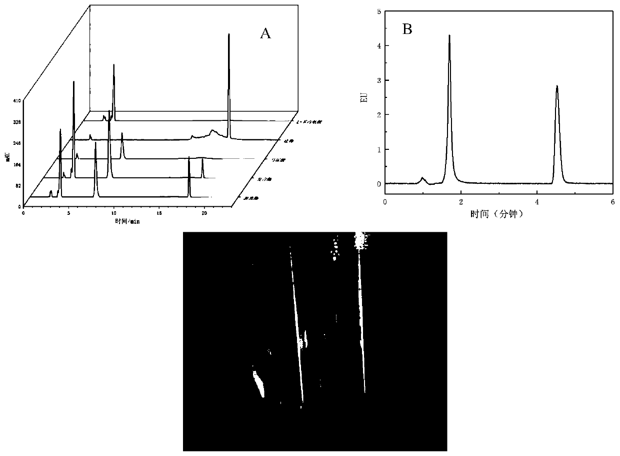 Method for preparing immobilized enzyme from zeolite imidazate skeleton compound