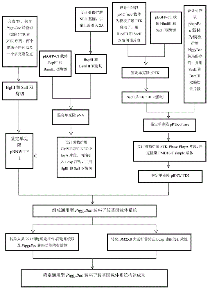 General type PiggyBac transposon transgenosis carrier and preparation method thereof