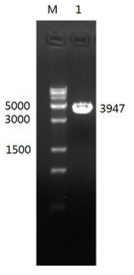 General type PiggyBac transposon transgenosis carrier and preparation method thereof