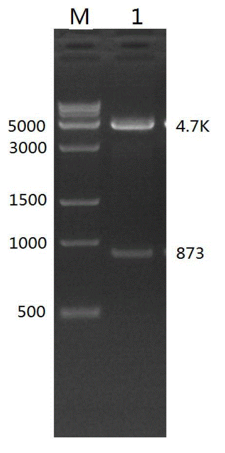 General type PiggyBac transposon transgenosis carrier and preparation method thereof