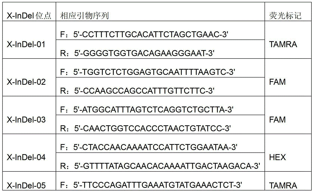 A fluorescently labeled x-indel site compound amplification system and its application