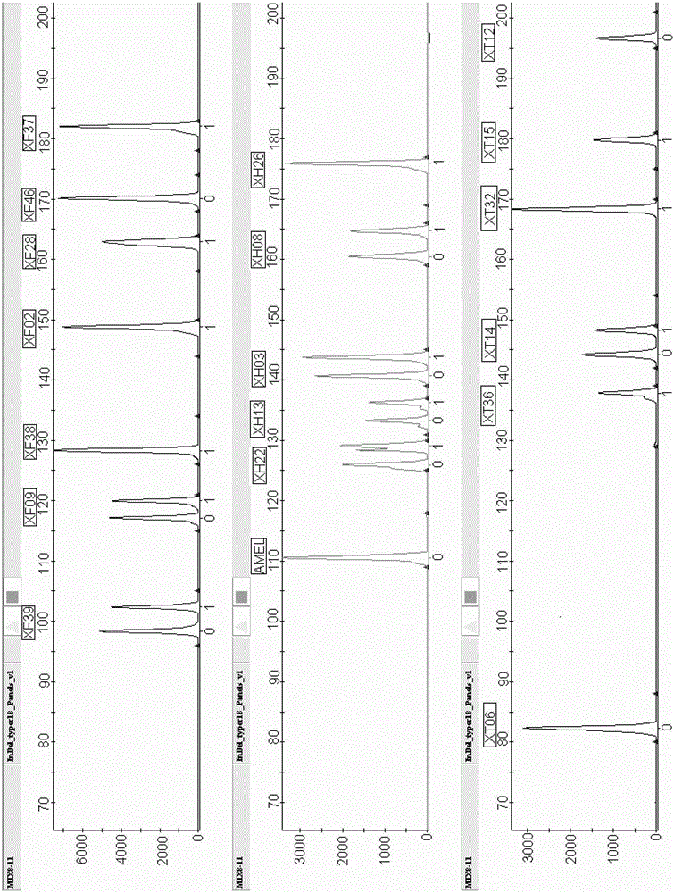 A fluorescently labeled x-indel site compound amplification system and its application