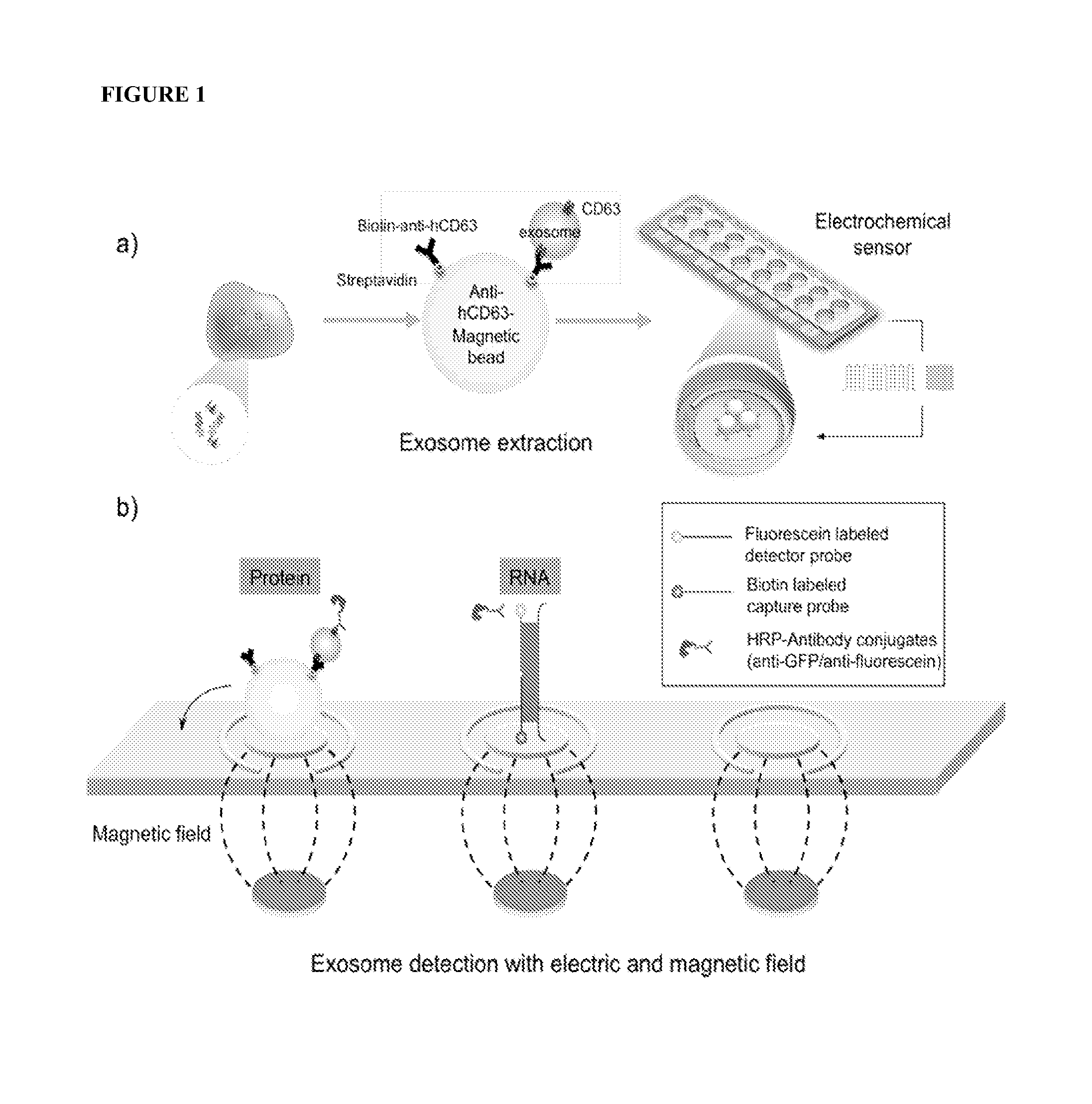 Method for exosomal biomarker detection by electric field-induced release and measurement