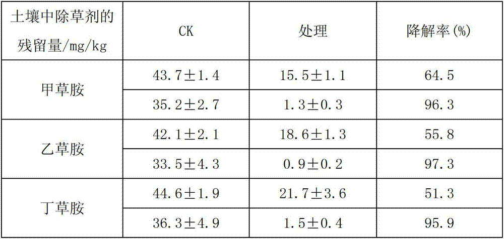 Chloro acetamide herbicide degrading bacteria as well as bactericide prepared thereby and application thereof