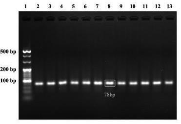 Set of HDACs nucleic acid aptamers