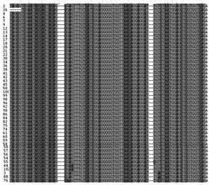 Set of HDACs nucleic acid aptamers