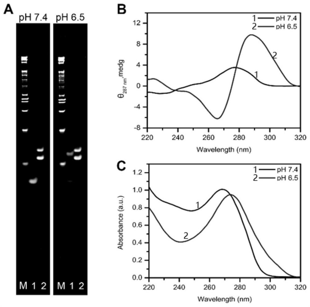 i-motif recombination-mediated FRET probes and their application to in situ imaging of protein homodimerization on the surface of cancer cells