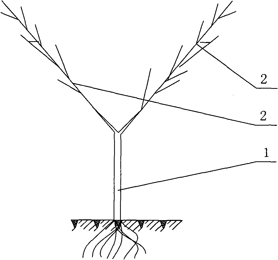 Y-shaped fruit tree and net rack for fixing branches of same