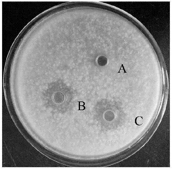 Biological mildewproof agent and preparation method thereof