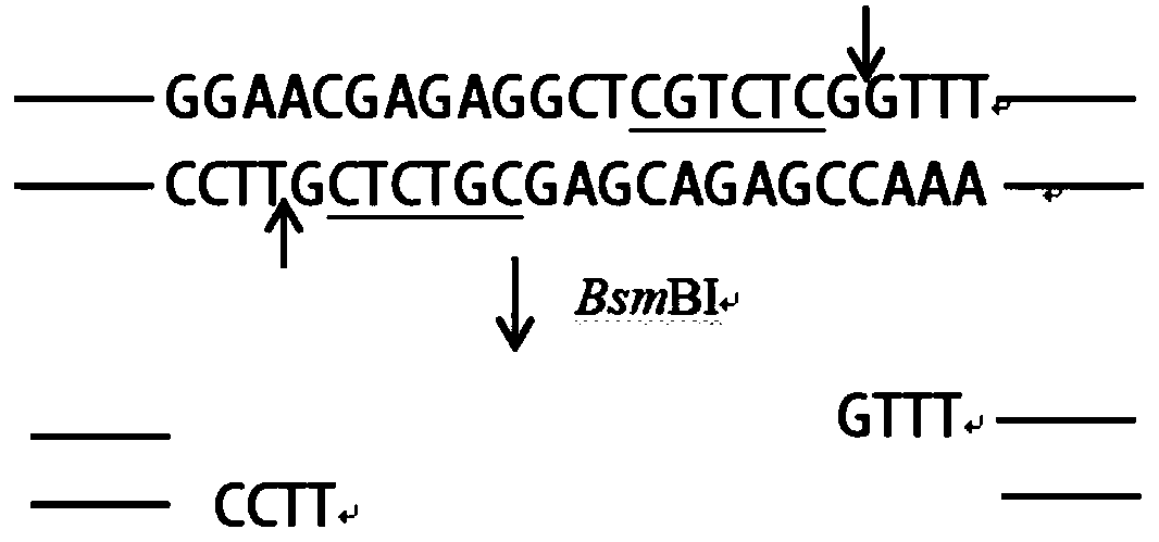 Method for verifying feasibility of CRISPR-Cas9 system for knocking out candida utilis target gene