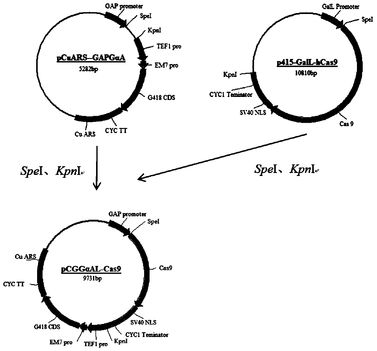 Method for verifying feasibility of CRISPR-Cas9 system for knocking out candida utilis target gene