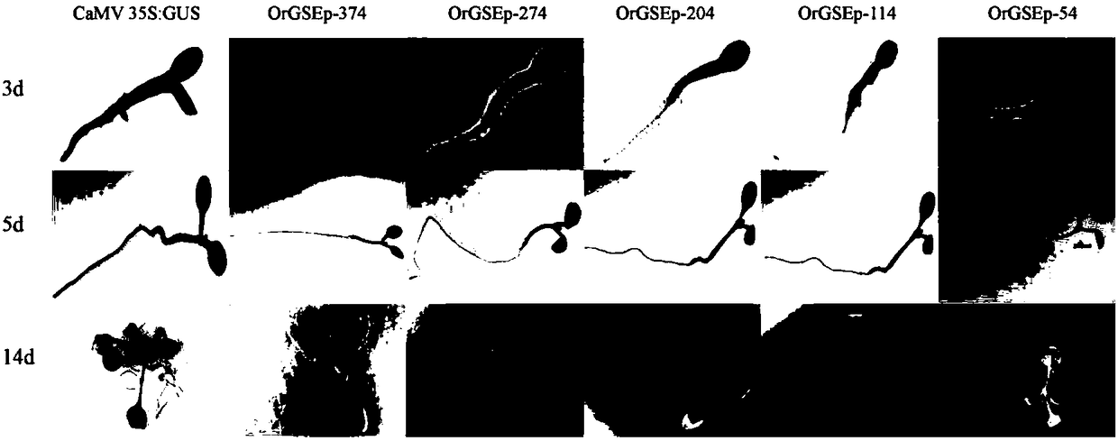 Common wild rice green tissue specific expression gene promoter and application thereof