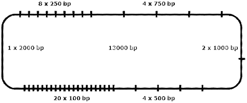 Plasmid for preparing DNA Marker, and construction method and application thereof