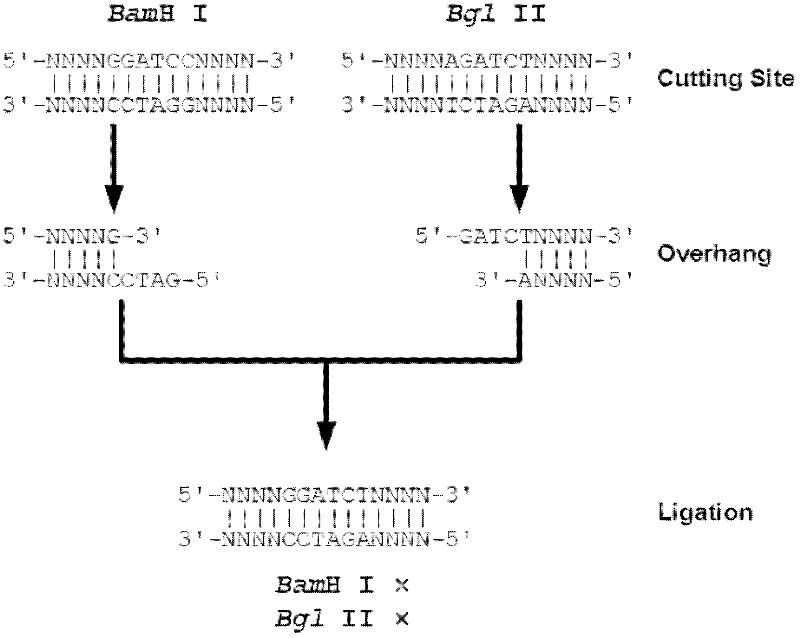 Plasmid for preparing DNA Marker, and construction method and application thereof