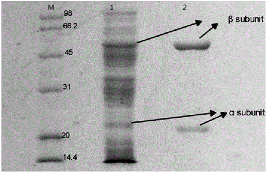 Mutant cephalosporin C acylase, method for preparing same and method for converting 7-aminocephalosporin acid (ACA)