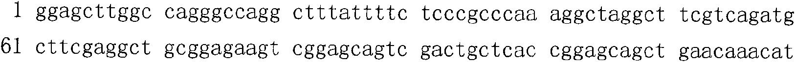 Nucleotide sequence of cDNA code area of goat Scp3 gene