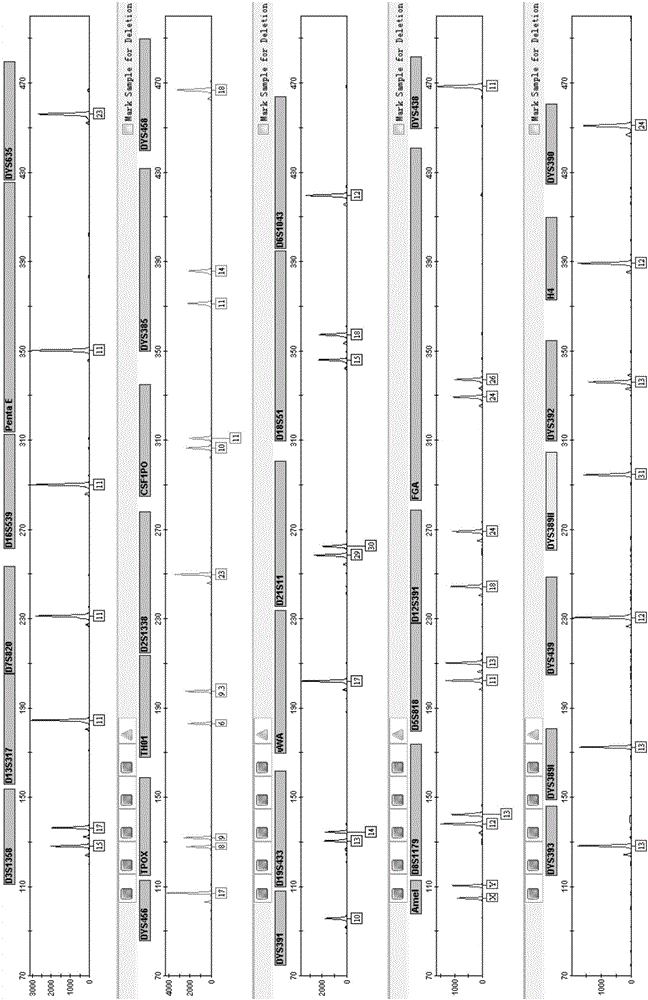 Multiplex amplification kit containing 33 loca of human genome and application of multiplex amplification kit