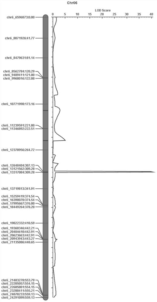 SNP (Single Nucleotide Polymorphism) site and Hf-KASP1 marker for judging hardness of watermelon pulp and application of SNP site and Hf-KASP1 marker