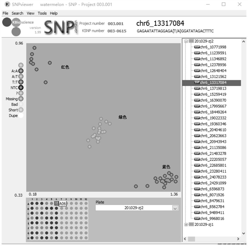 SNP (Single Nucleotide Polymorphism) site and Hf-KASP1 marker for judging hardness of watermelon pulp and application of SNP site and Hf-KASP1 marker