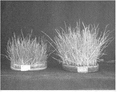 Method for improving winter resistance of turf by adopting household garbage compost offscourings