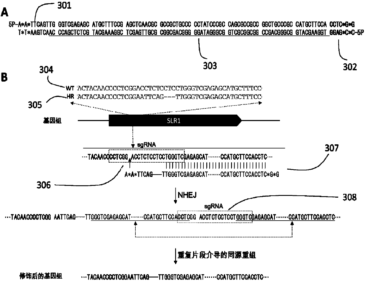 Plant site-directed recombination method mediated by repeated fragments