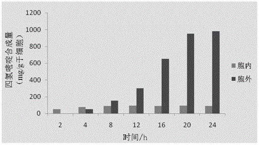 Escherichia coli engineering bacterium for high-yield tetrahydropyrimidine and applications of escherichia coli engineering bacterium