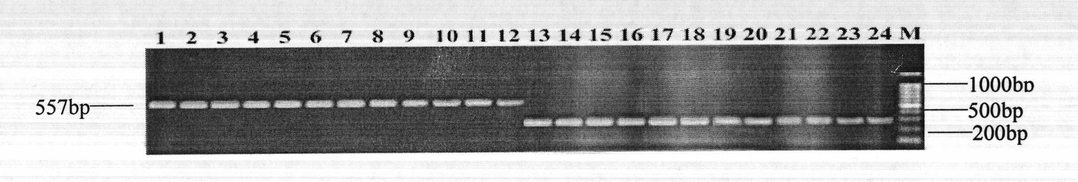 Molecular marker SIsv0067 closely linked with Setaria italica L. Beauv. heading stage gene