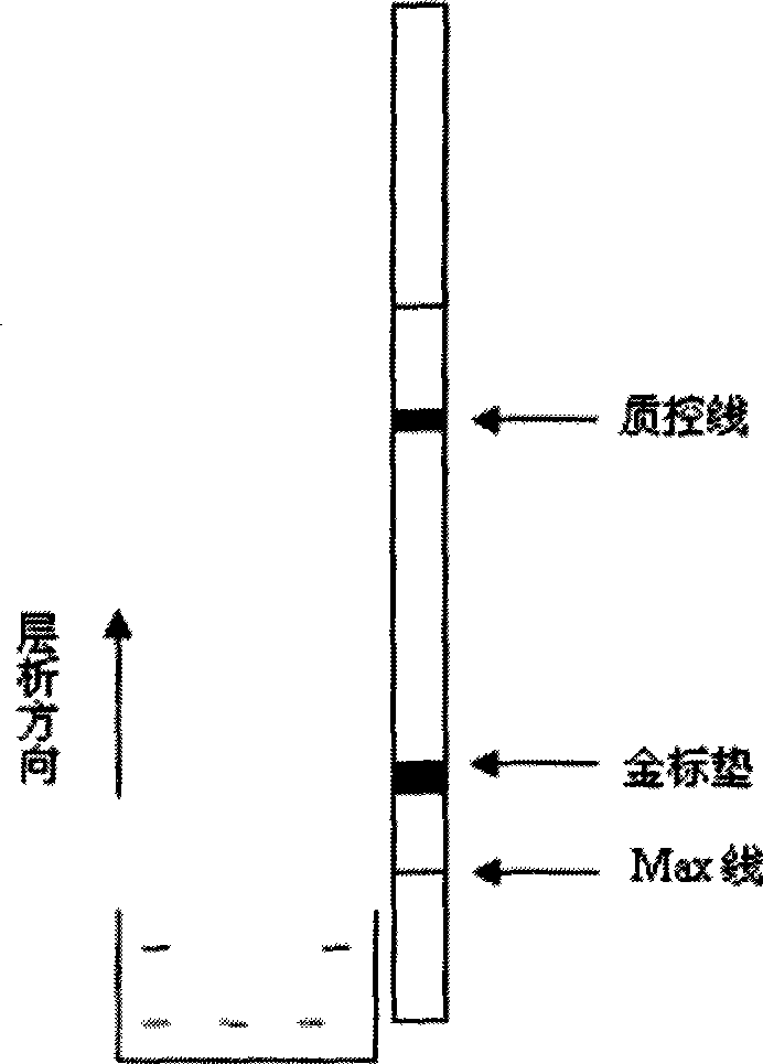 Method for detecting chlorpromazine by colloidal gold immune chromatography test