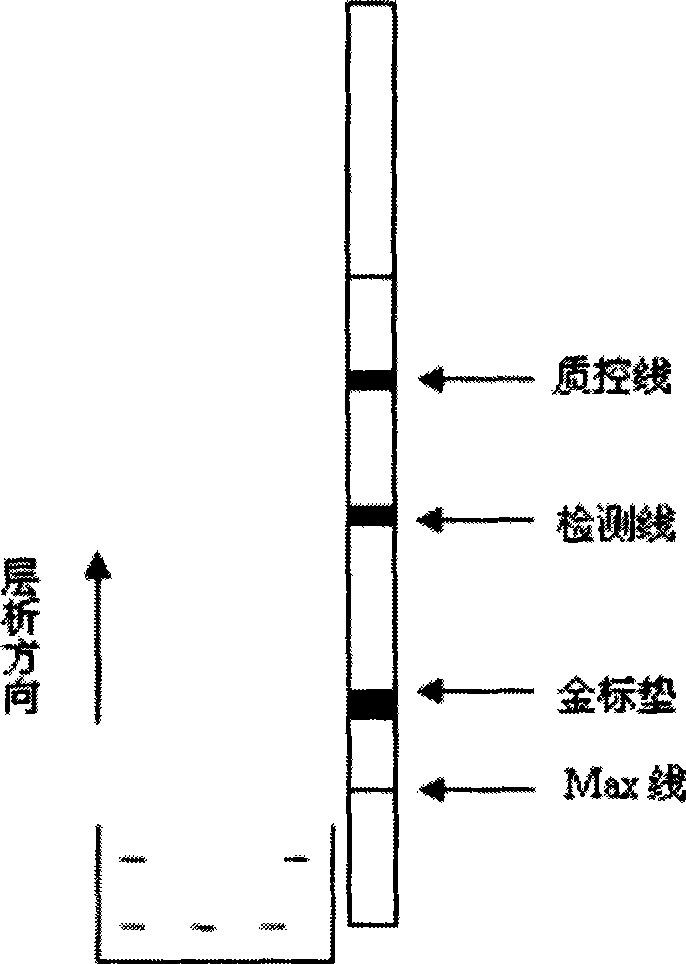 Method for detecting chlorpromazine by colloidal gold immune chromatography test