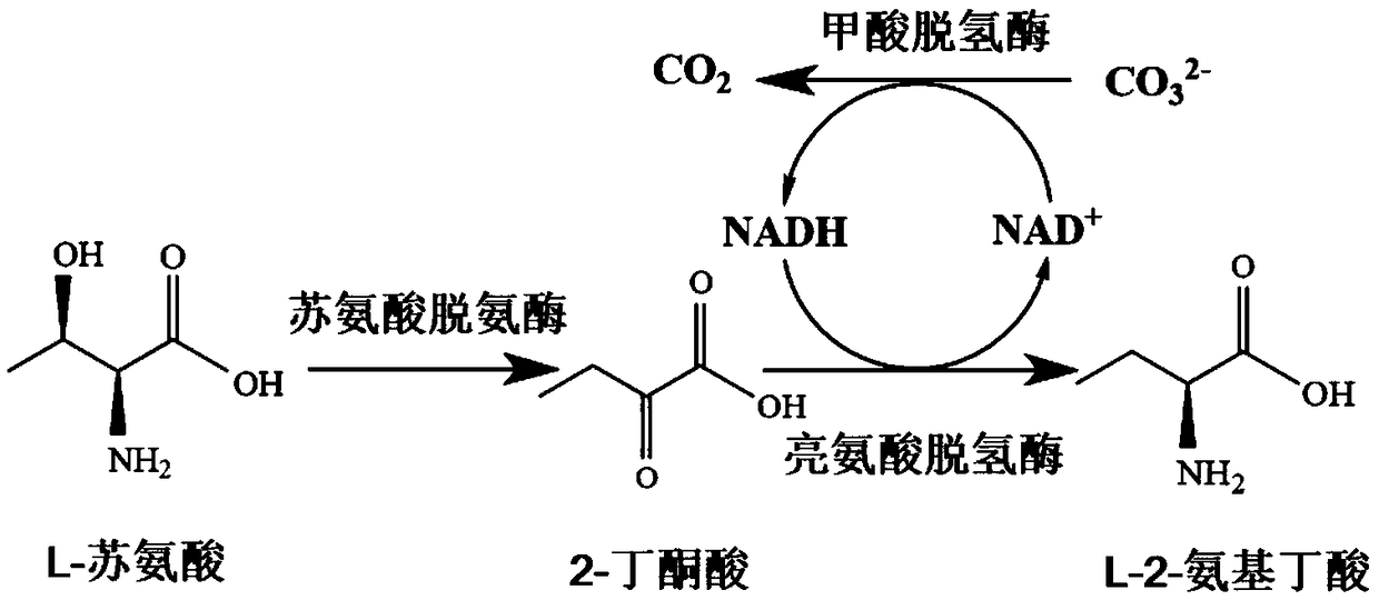 Construction and application of recombinant strain converting L-threonine to L-2-aminobutyric acid