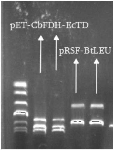 Construction and application of recombinant strain converting L-threonine to L-2-aminobutyric acid