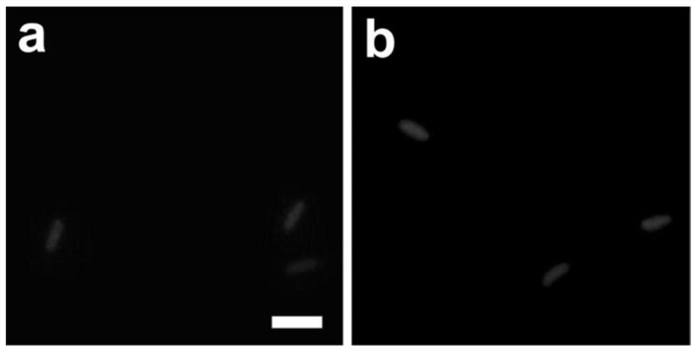 A fusion protein containing apce2 mutant and its application