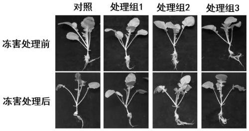 Application of alkaloid atropine in relieving low-temperature freeze injury stress of plant seedlings