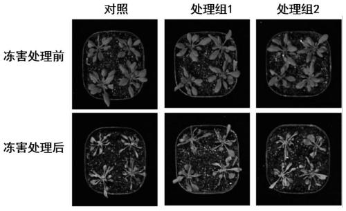 Application of alkaloid atropine in relieving low-temperature freeze injury stress of plant seedlings