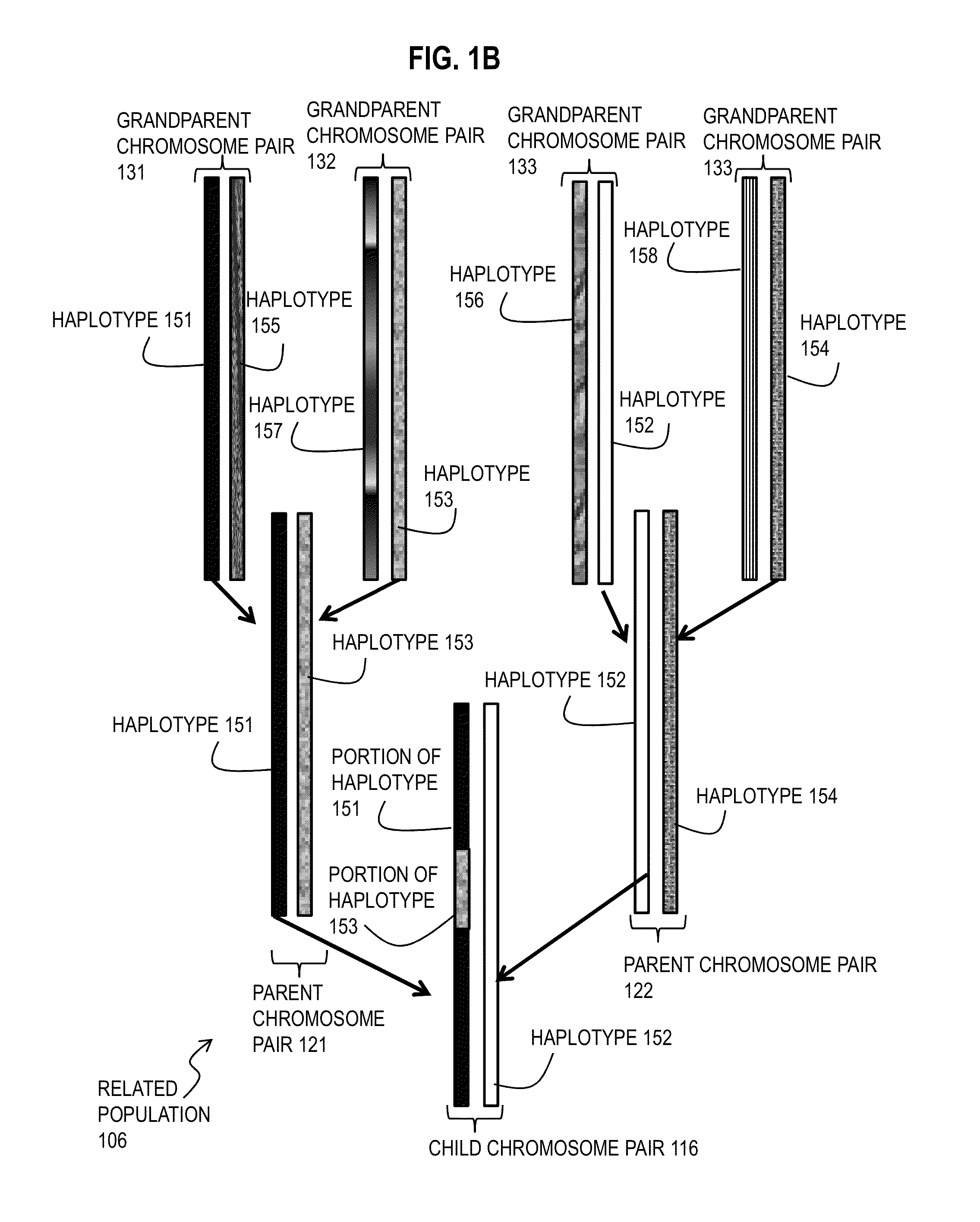 Techniques for Determining Haplotype by Population Genotype and Sequence Data