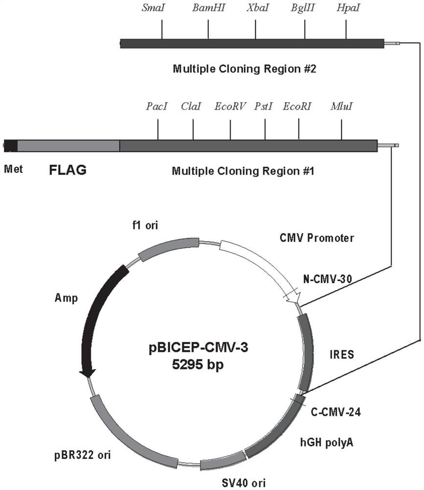 Polypeptide with function of inhibiting tumor cell proliferation and application