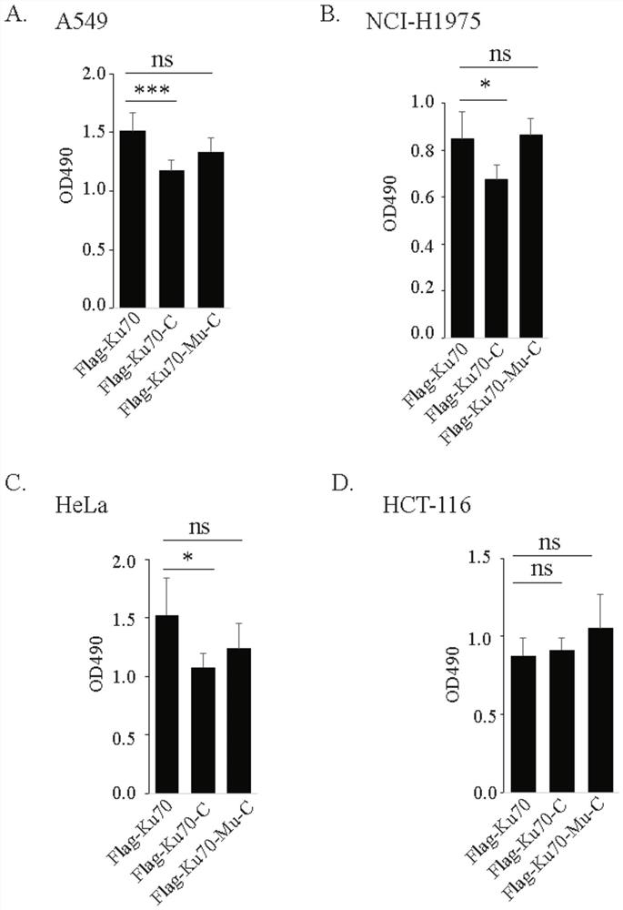 Polypeptide with function of inhibiting tumor cell proliferation and application