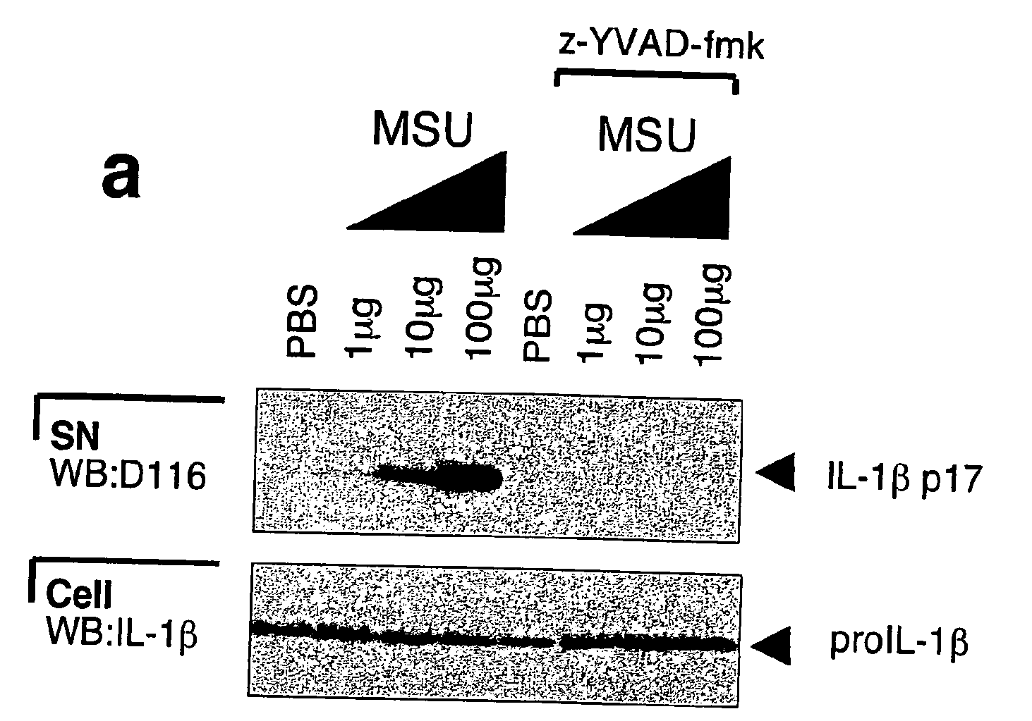 Method for the treatment of gout or pseudogout