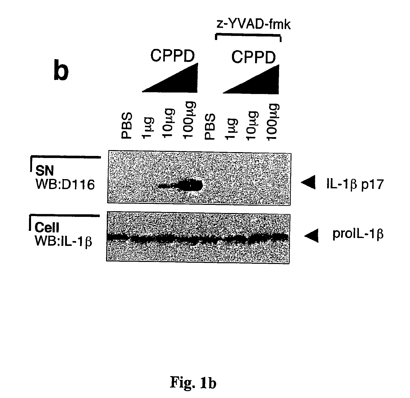 Method for the treatment of gout or pseudogout